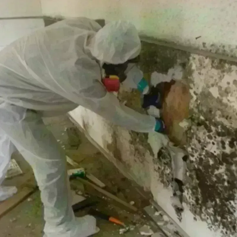 Mold Remediation and Removal in Jones County, IA